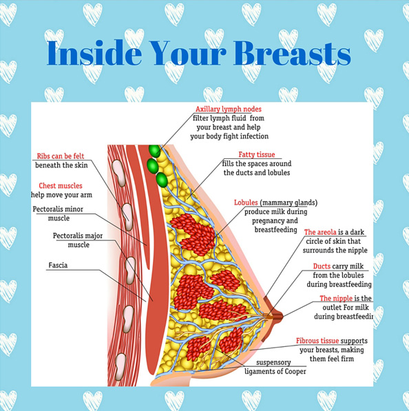 Anatomy Of Breasts