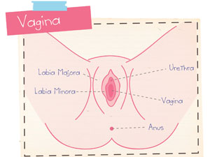 Anatomy Of The Vulva