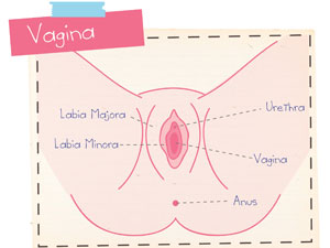 Anatomy Of The Vulva Anatomy Of The Vulva